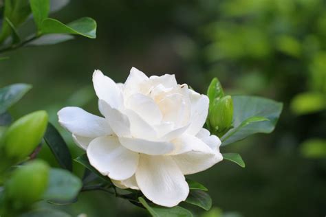 枙子花|栀子（茜草科、栀子属植物）